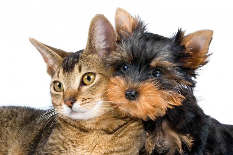 CHIENS et  CHATS